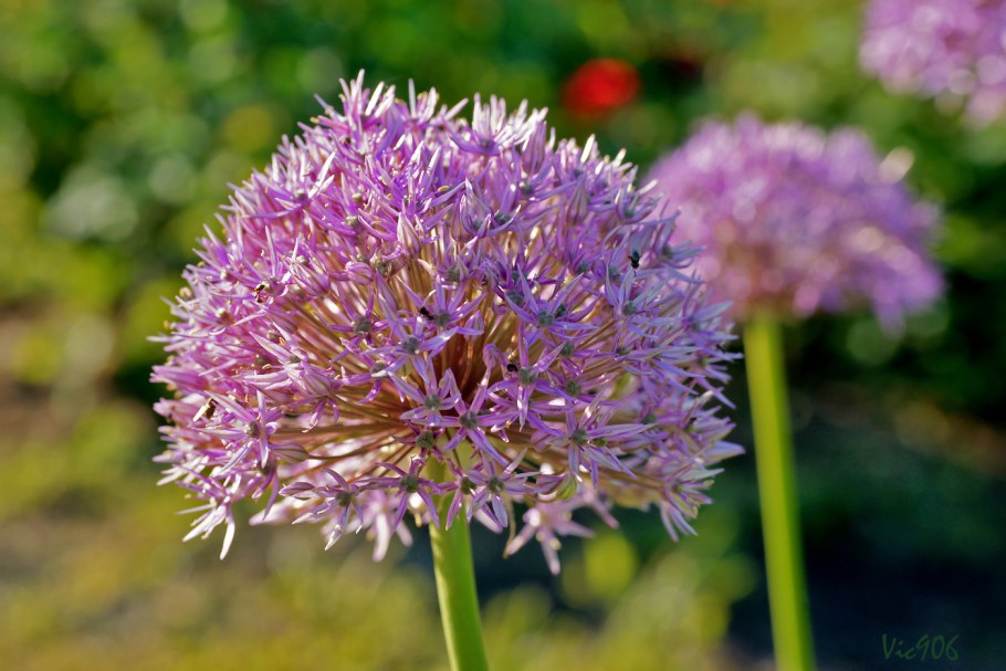 Аллиум Allium Lisa Green