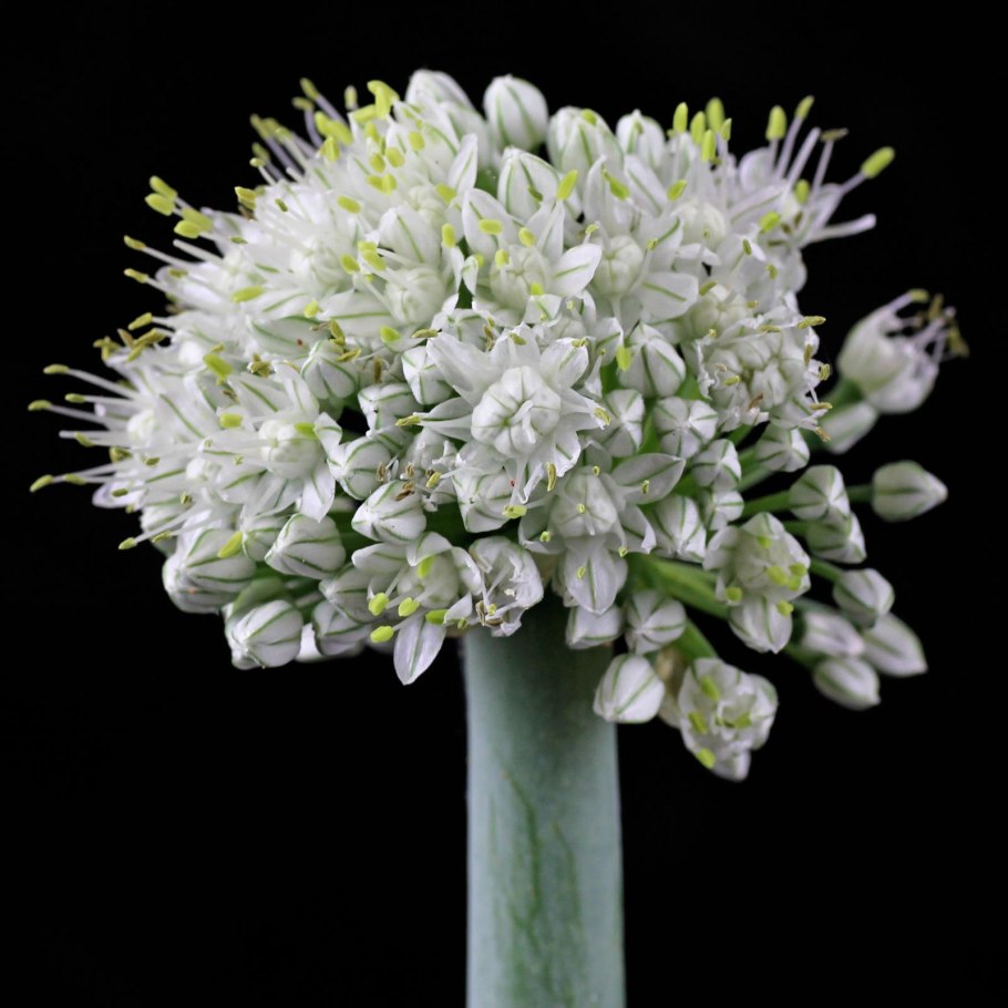 Allium Cepa