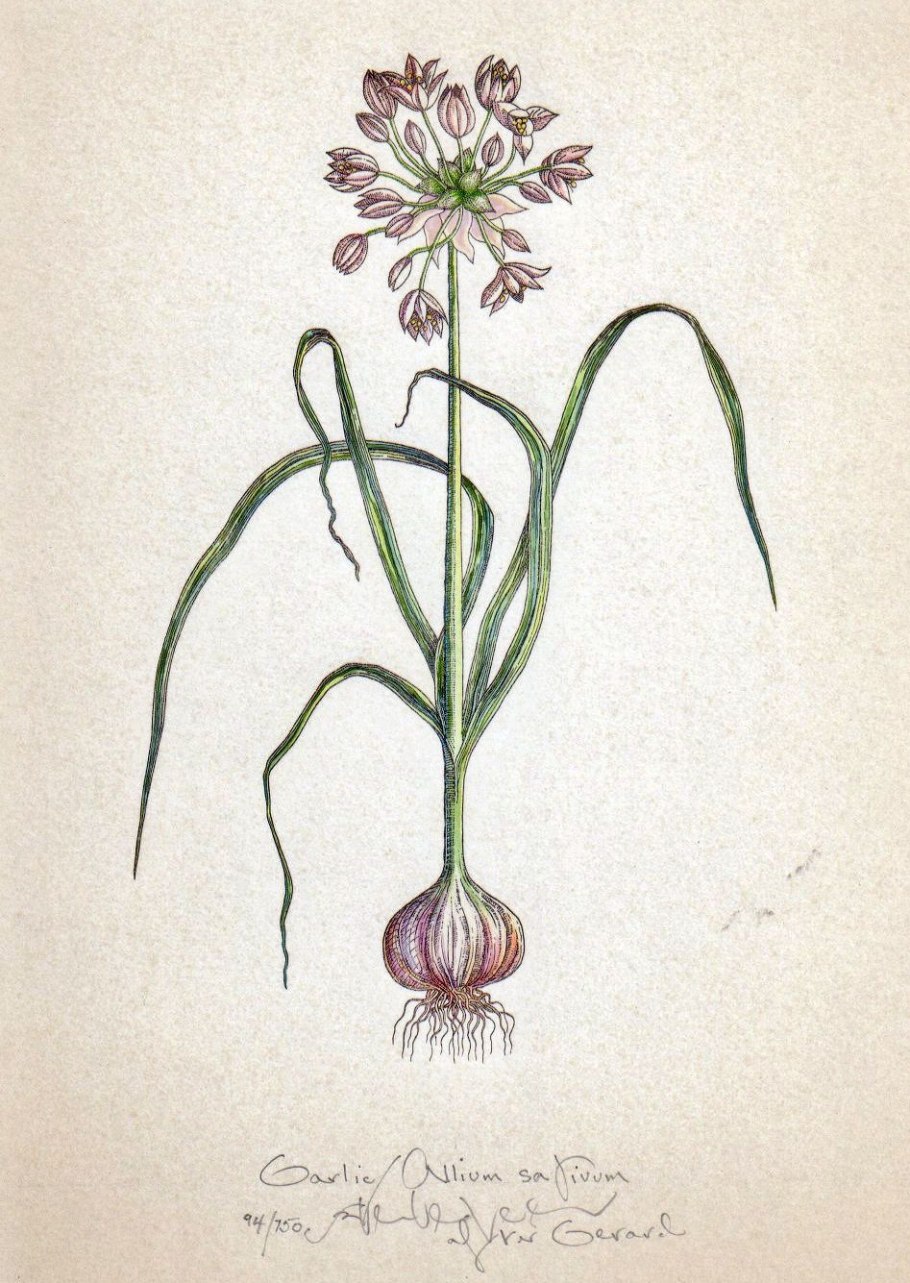 Allium sativum Ботанический рисунок