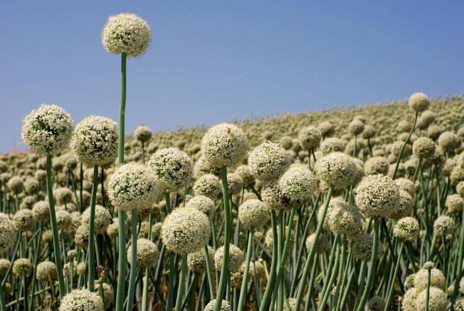 Поле цветов лука