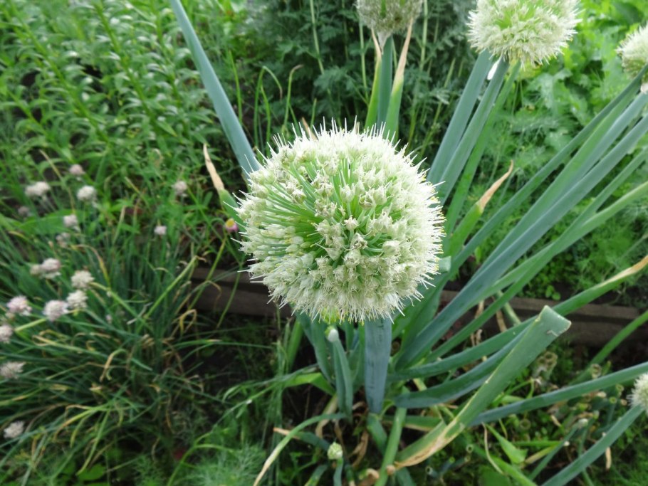 Гавриш лук изумрудный батун