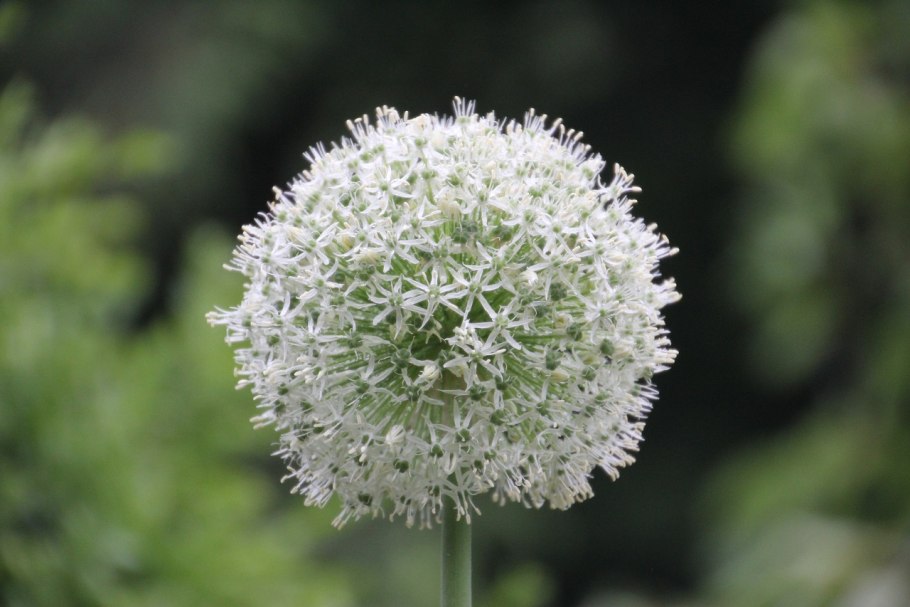 Лук декоративный Маунт Эверест