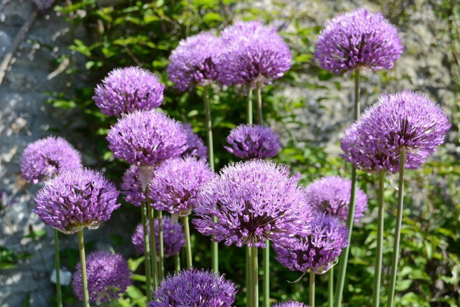 Чесночные цветы