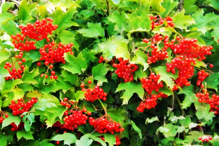 Калина обыкновенная (Viburnum opulus l.)
