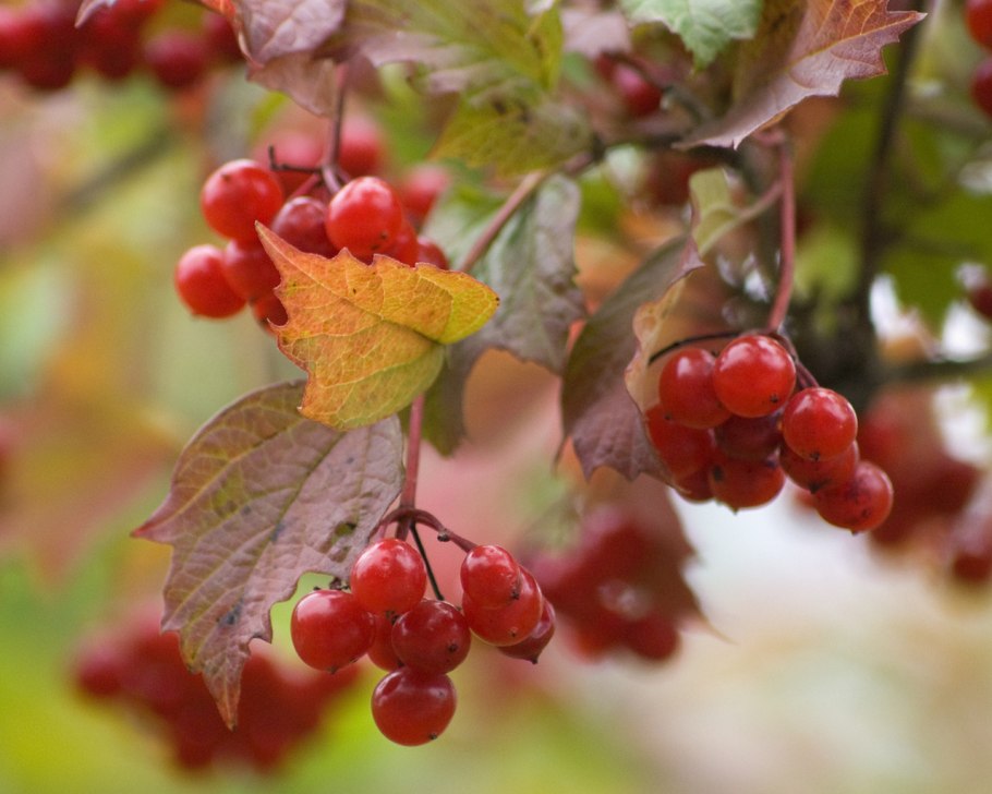 Калина Лесная