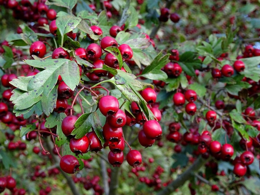 Ягодный кустарник Гойя