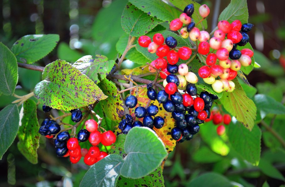 Калина гордовина ягоды