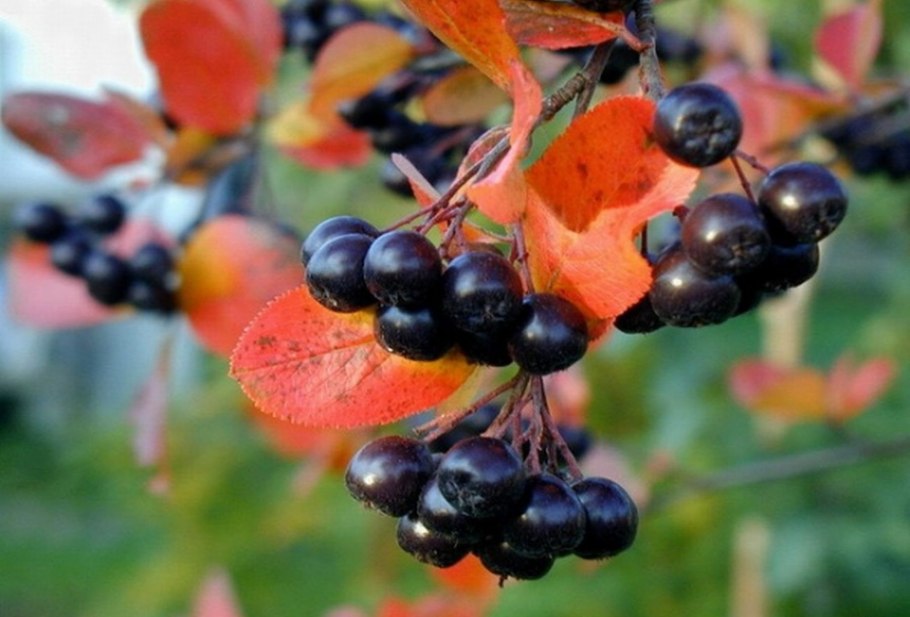 Арония черноплодная «Викинг»