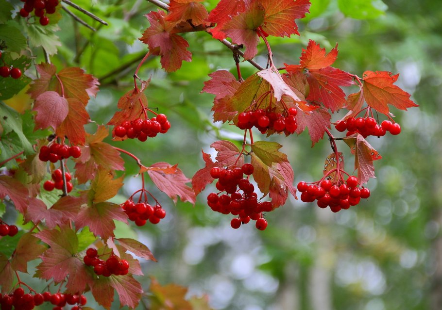 Калина дерево