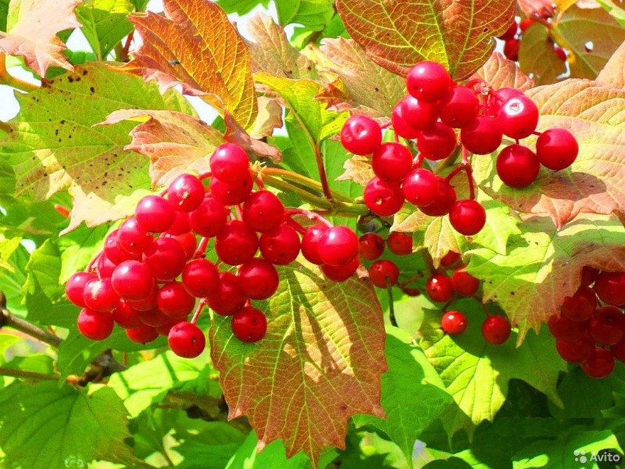 Калина обыкновенная Шукшинская