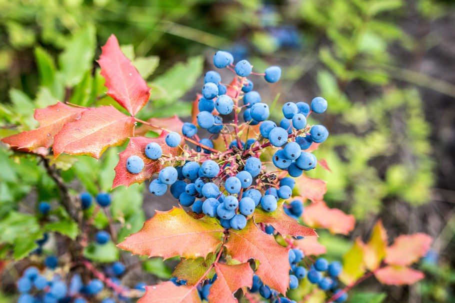 Куст Магония голубые ягоды