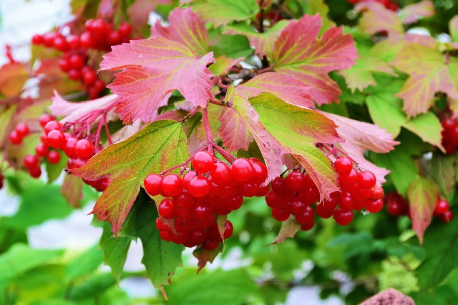 Калина куст