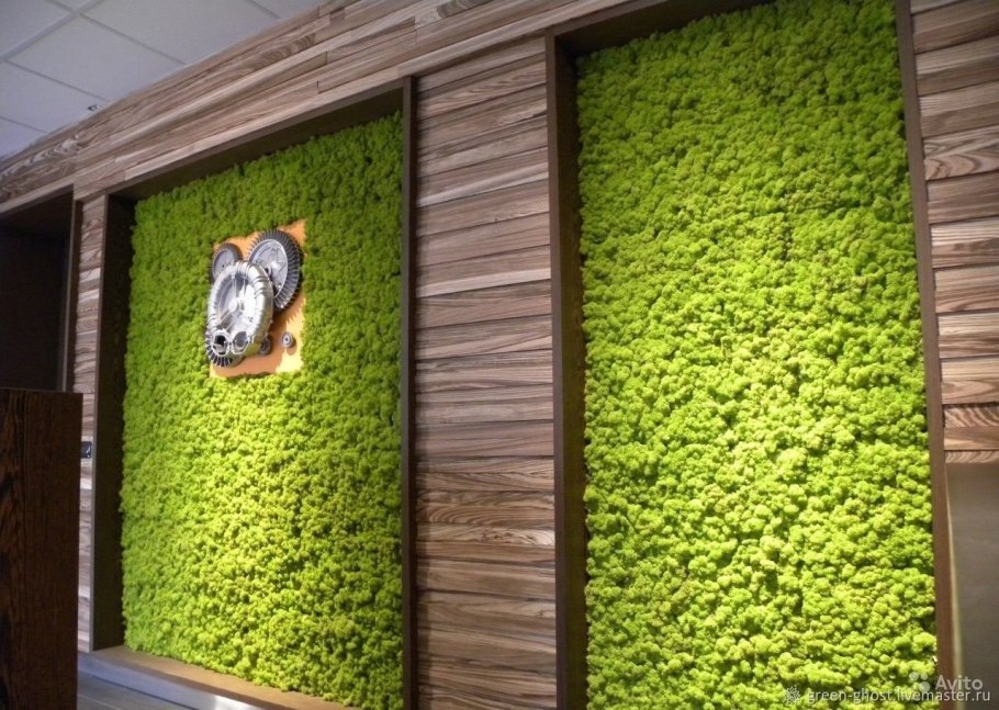 Декоративный ягель мох