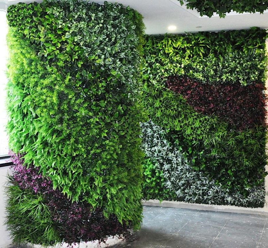 Фитостена самшит