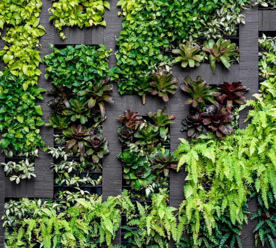 Фитостена паттерн