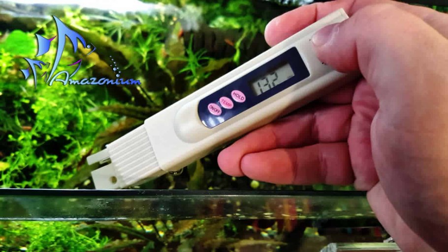 Циперус палюдариум