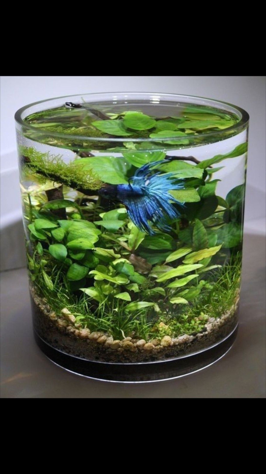 Ламинария аквариумное растение