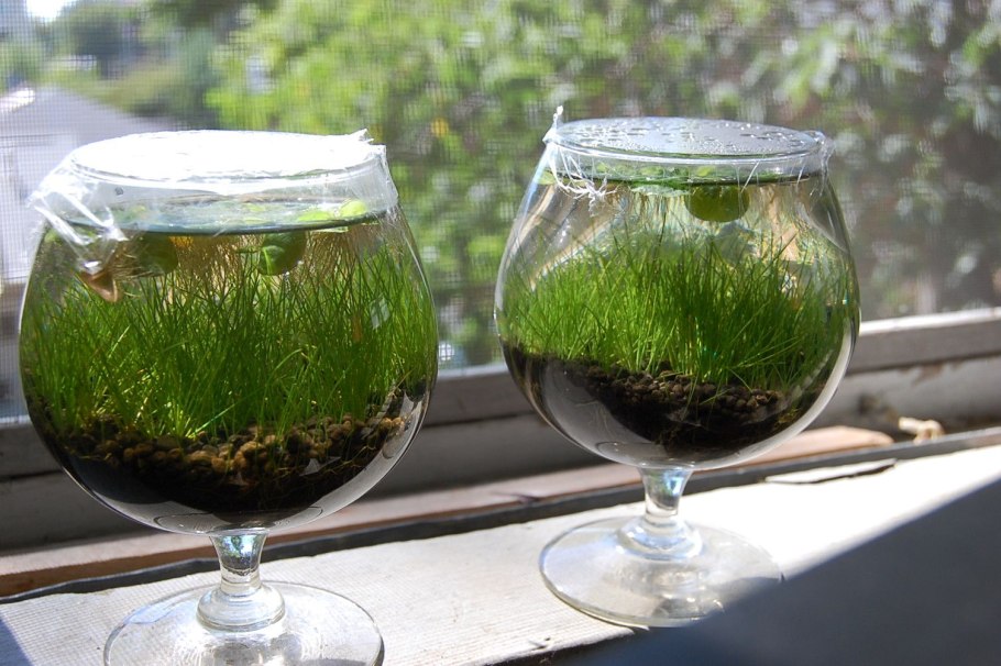 Семена водорослей для аквариума