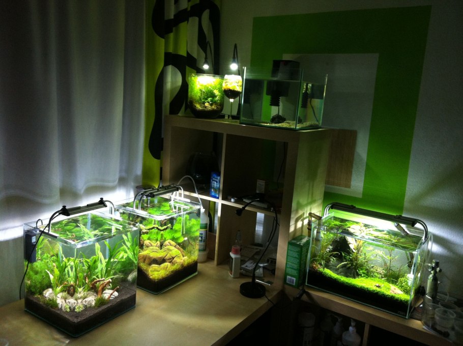 Растения в палюдариум