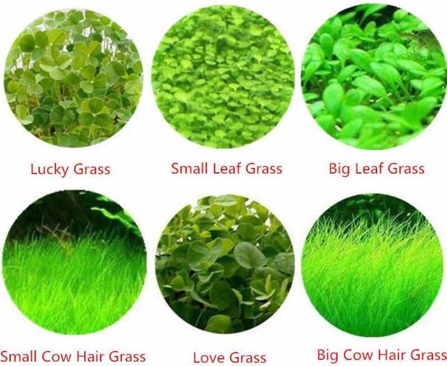 Элеохарис парвула