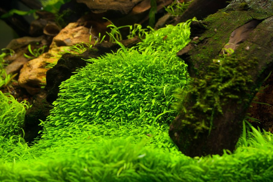 Акваскейп цихлидник