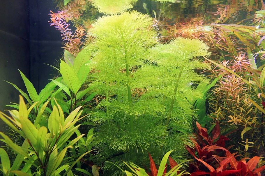 Растения для аквариума живые