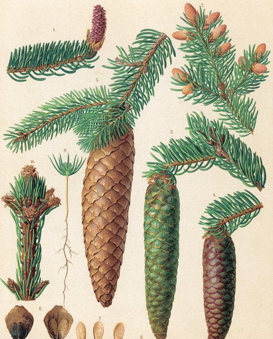 Ель Аянская (Picea jezoensis)