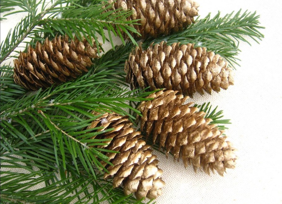 Шишка средиземноморской сосны пинии