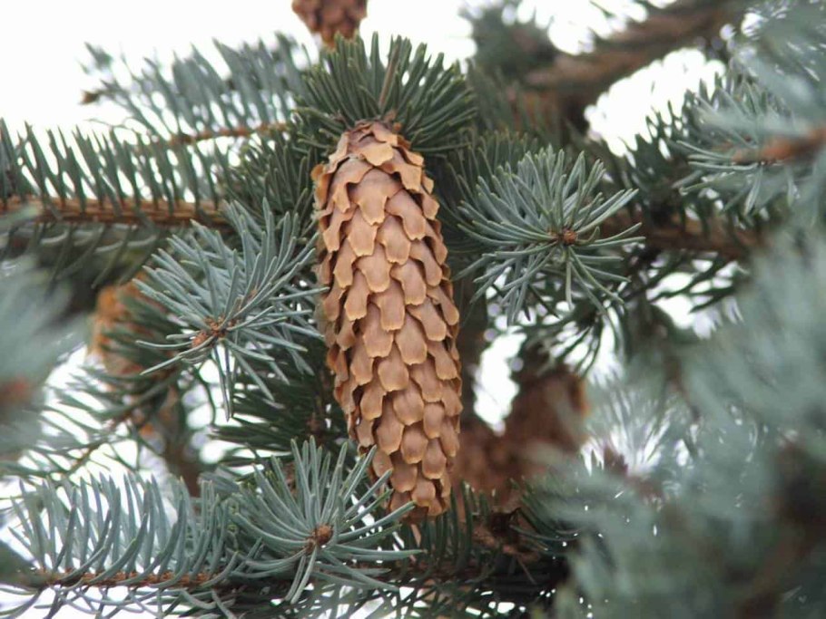 Сосна Сибирская (Pinus Sylvestris)