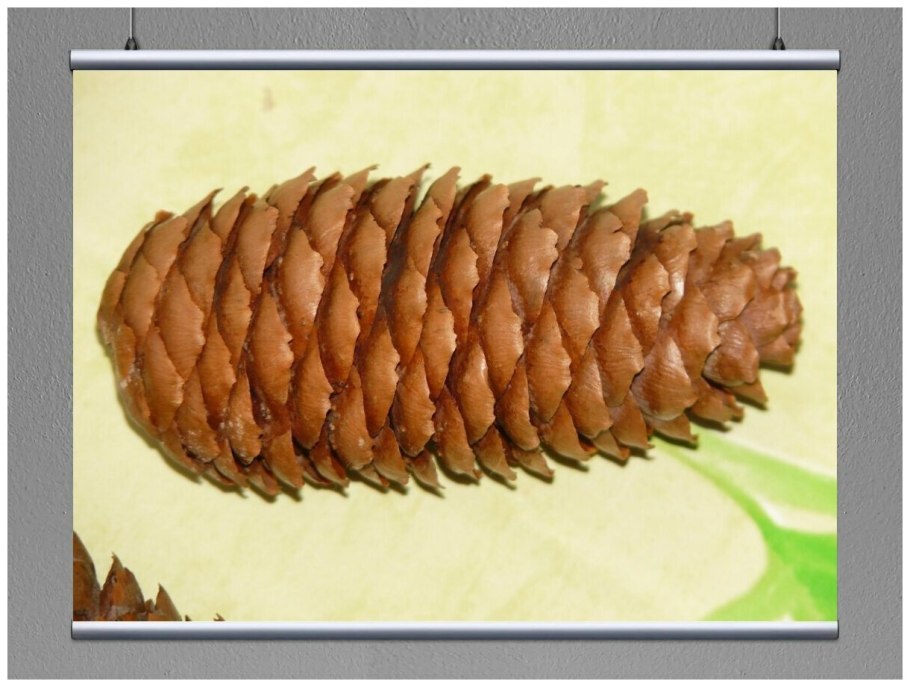 Picea Excelsa молодая шишка