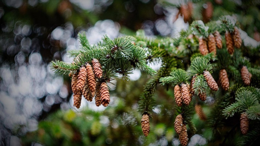 Сосновая шишка