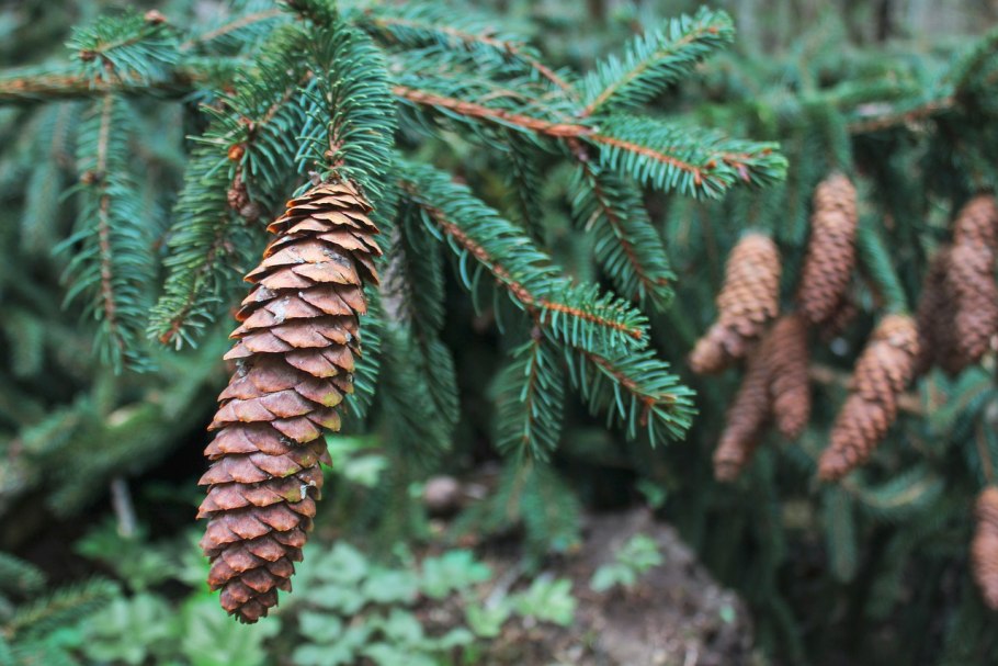 Окраска шишки у ели