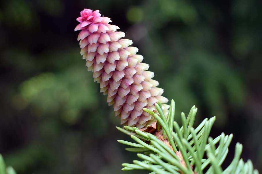 Ель обыкновенная шишка