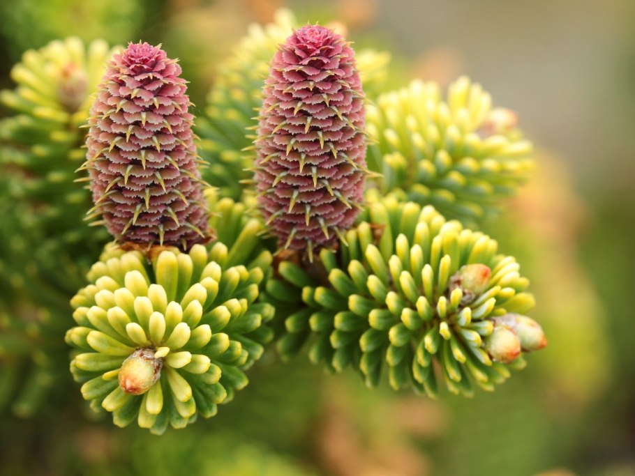 Пихта белая Abies Alba