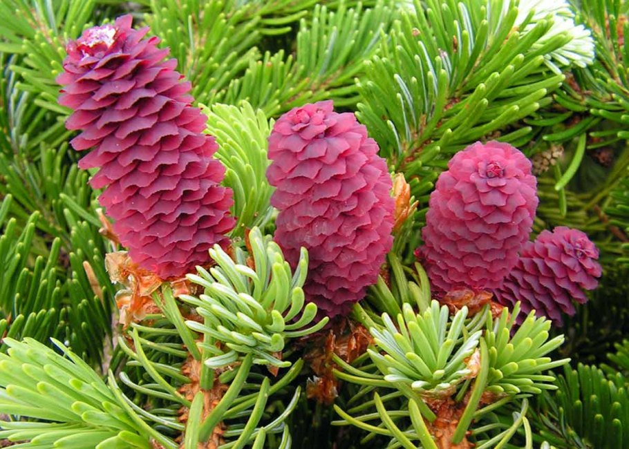 Ель красная Picea Rubens
