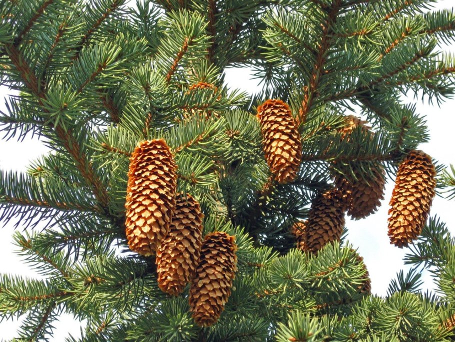 Шишки ели