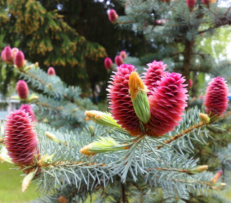 Пихта Ауреа