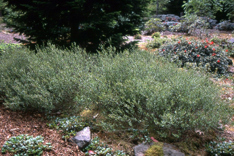 Бетула Нана