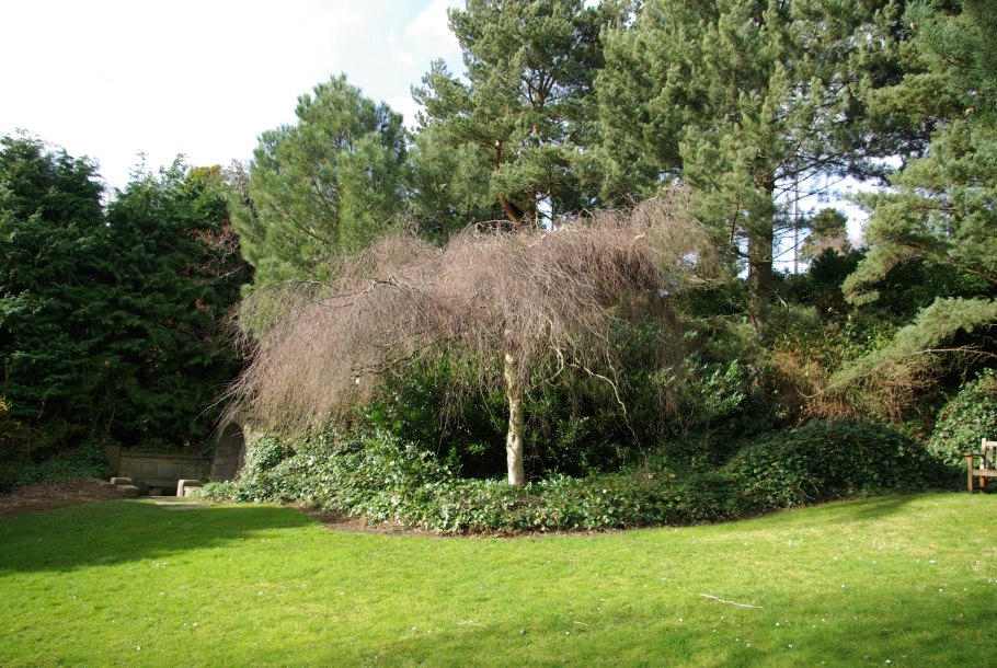 Повислая береза Юнги в ландшафте