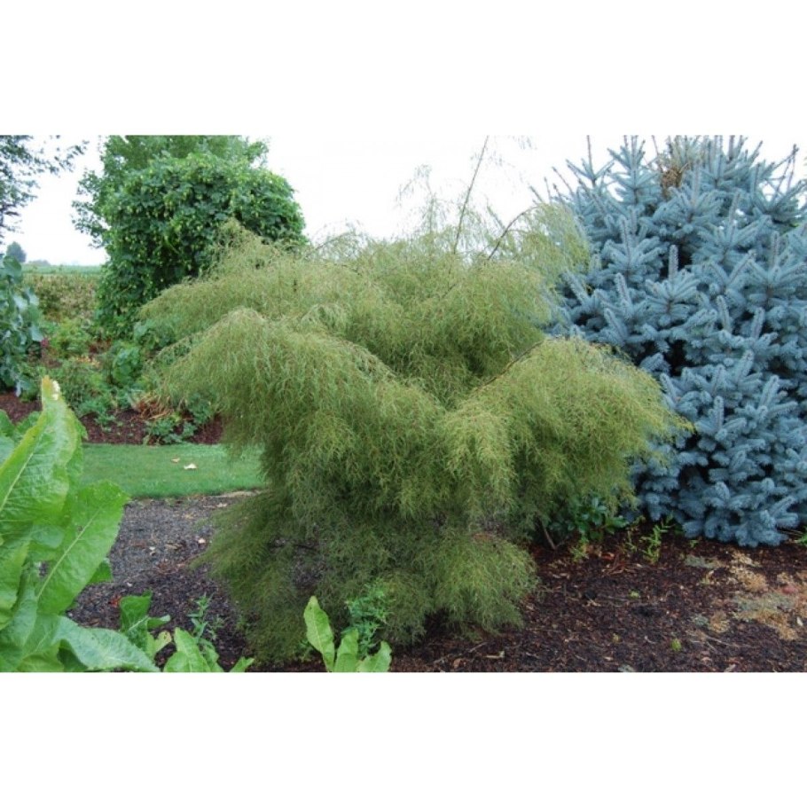 Ива плакучая в ландшафтном