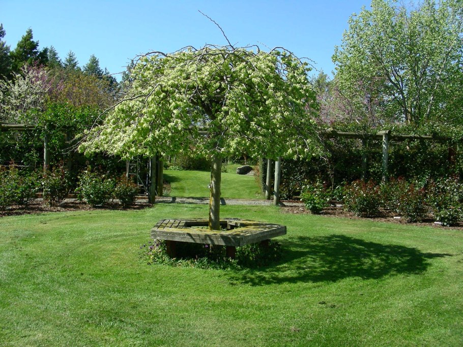 Березы на участке