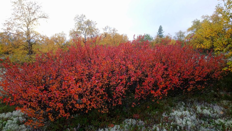 Береза низкорослая для дачи