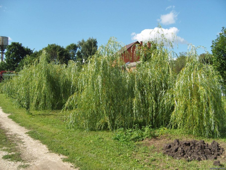 Береза карликовая Бетула Нана