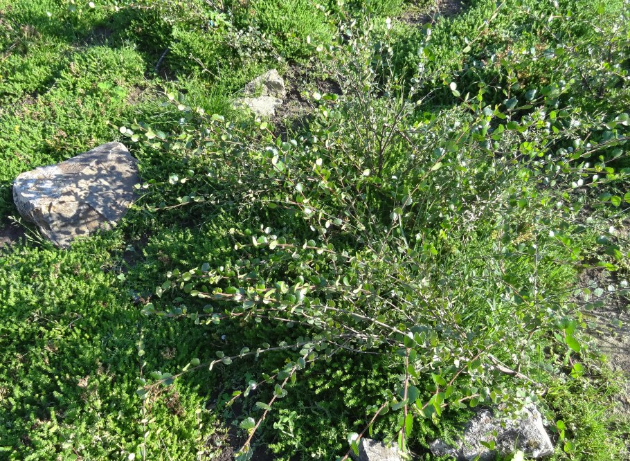 Береза пушистая Betula pubescens