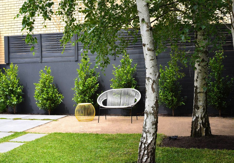 Береза карликовая Голден Треже