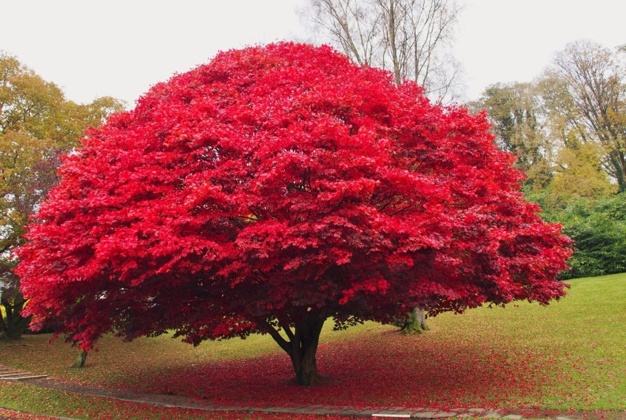 Acer palmatum 'Ôsakazuki'