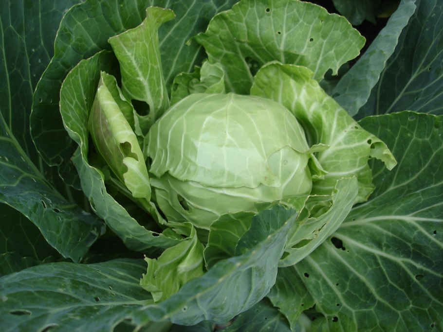 Семейство крестоцветные ярутка