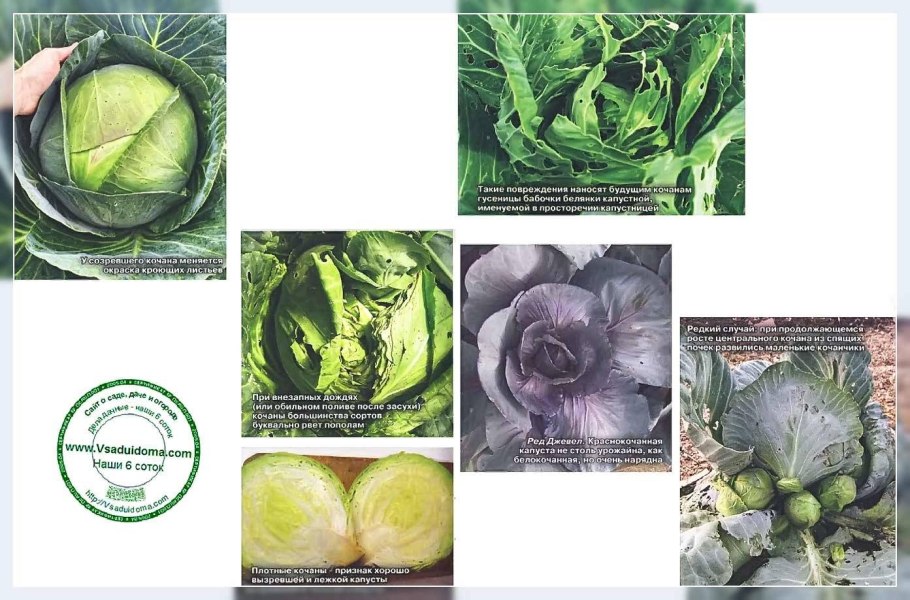 Крестоцветные брокколи