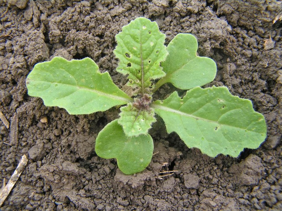 Селекция капусты