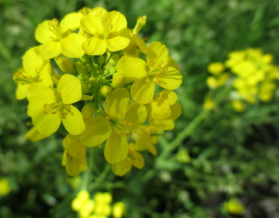 Горчица сарептская brassica juncea